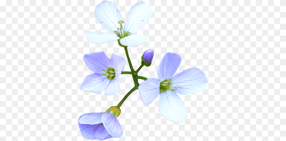 Flower, Anther, Geranium, Petal, Plant Free Transparent Png