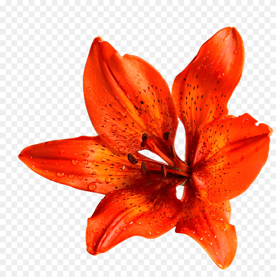 Flower Clip Free Transparent Png