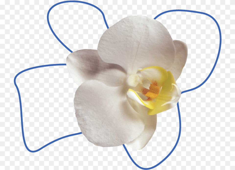 Flower, Orchid, Plant, Rose Free Png Download