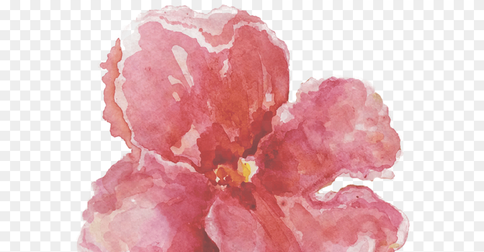 Flower, Petal, Plant, Hibiscus, Geranium Png Image