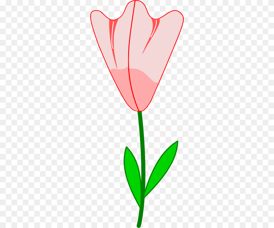 Flower, Petal, Plant, Rose, Tulip Png Image