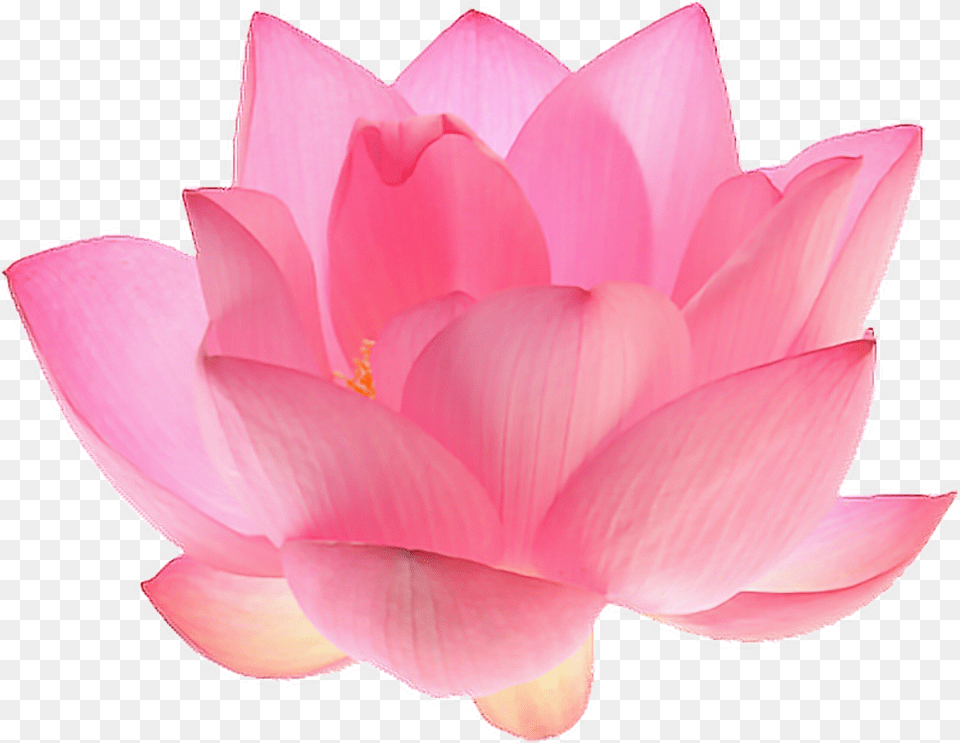 Flower Aesthetic Kayaflower Co Aesthetic Flowers Pink, Dahlia, Petal, Plant, Rose Free Png