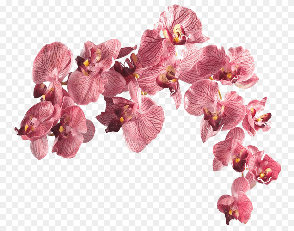 Flower Aesthetic Transparent Transparent Flowers Aesthetic, Orchid, Petal, Plant Png Image