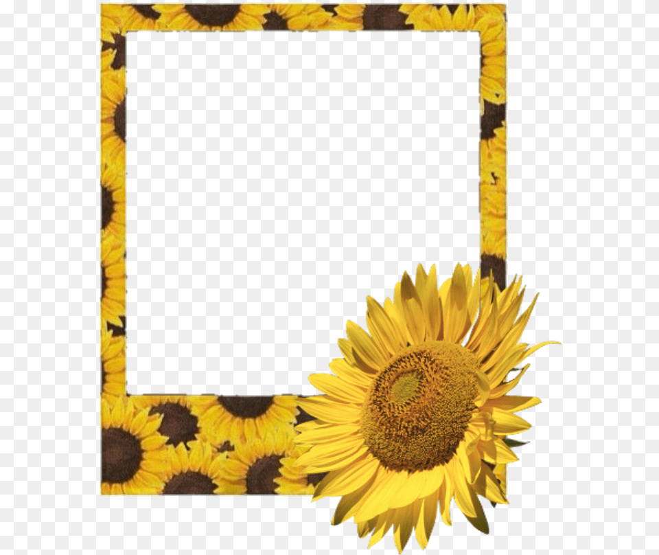 Flower Aesthetic Yellow Polaroid Frame, Plant, Sunflower, Blackboard Free Png Download