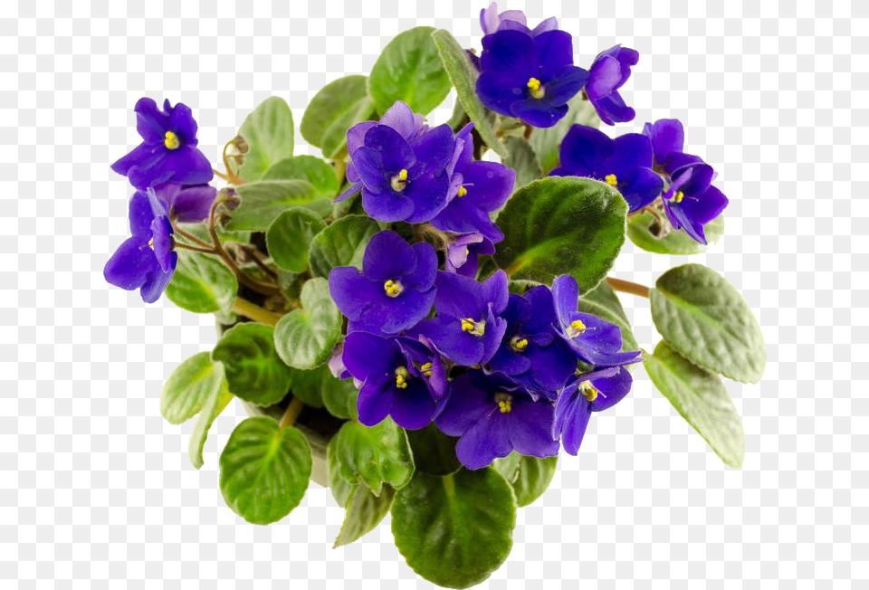 Flower African Violet, Geranium, Plant, Purple Free Png