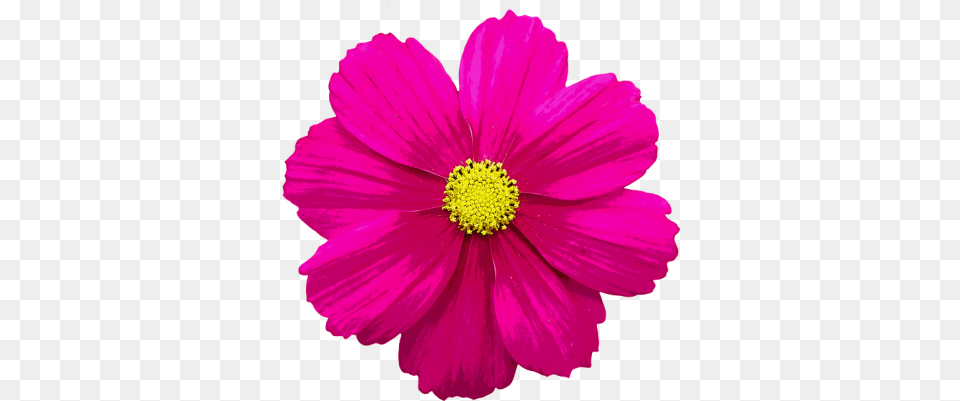 Flower And Vectors For Flower Color, Anemone, Anther, Dahlia, Daisy Free Png