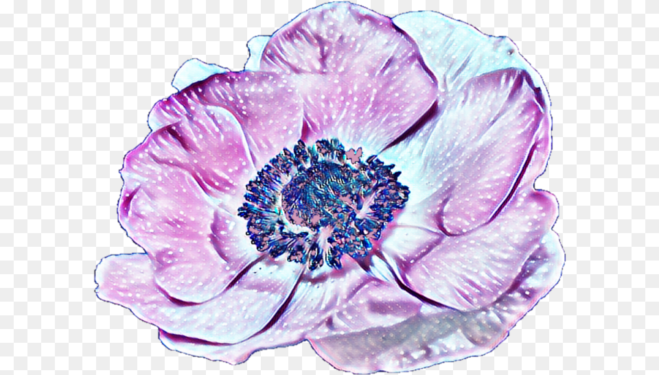 Flower Anemone, Anther, Petal, Plant, Pollen Free Png