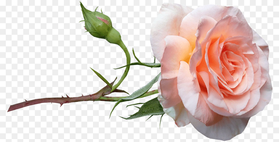 Flower Apricot Rose Photo On Pixabay Garden Roses, Plant, Petal Free Transparent Png