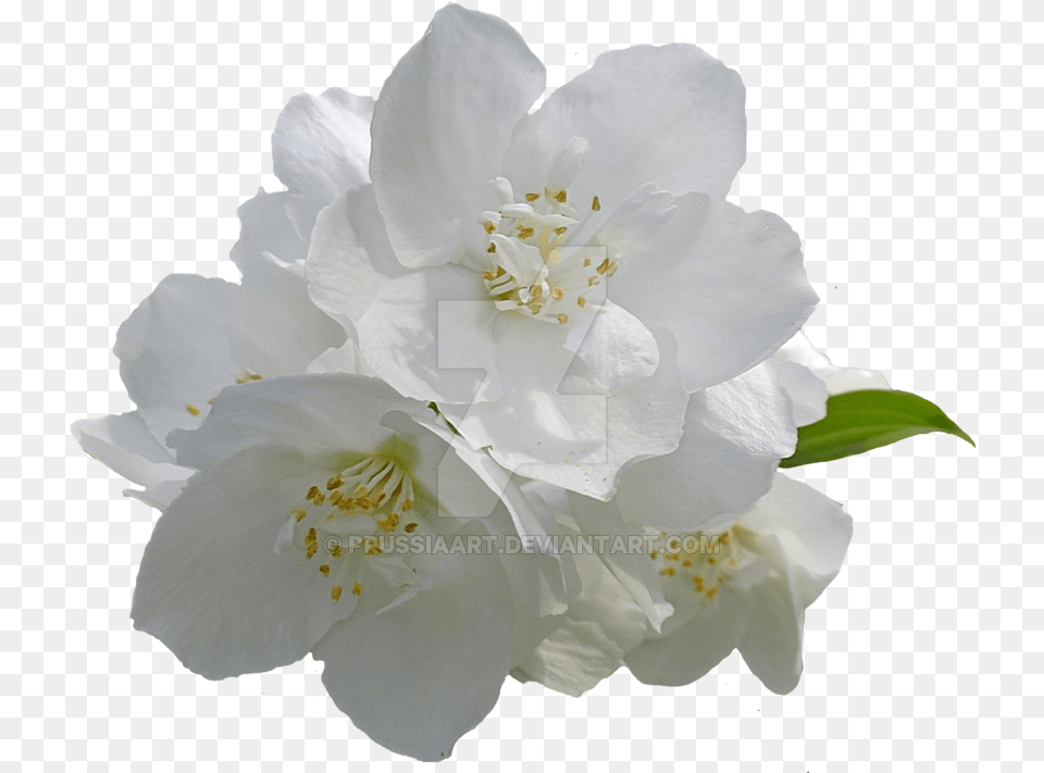Flower Arabian Jasmine Desktop Wallpaper Clip Art Jasmine Flower Background, Plant, Petal, Pollen, Rose Free Transparent Png