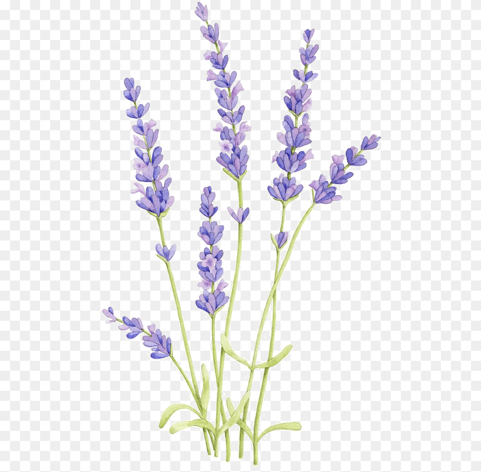 Flower Arrangement Lavender Plant Drawing Png