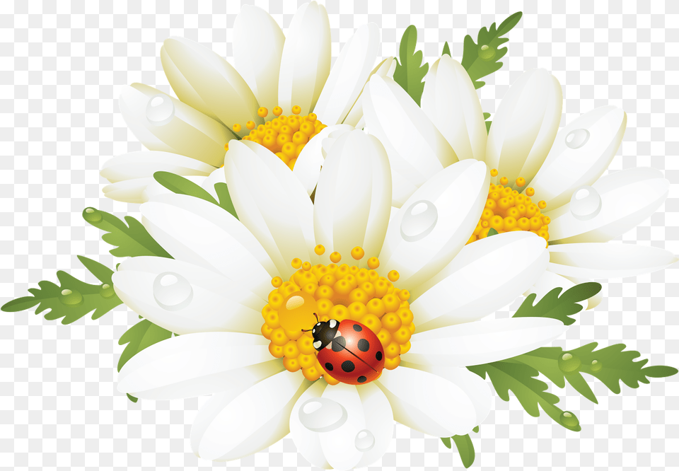 Flower Art Flower Canvas Flower Images Flower Prints Ladybug Daisy Throw Blanket, Anemone, Anther, Petal, Plant Png Image