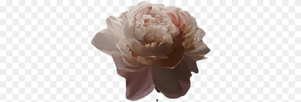 Flower Art Transparent Image Transparent Brown Aesthetic, Dahlia, Petal, Plant, Rose Png