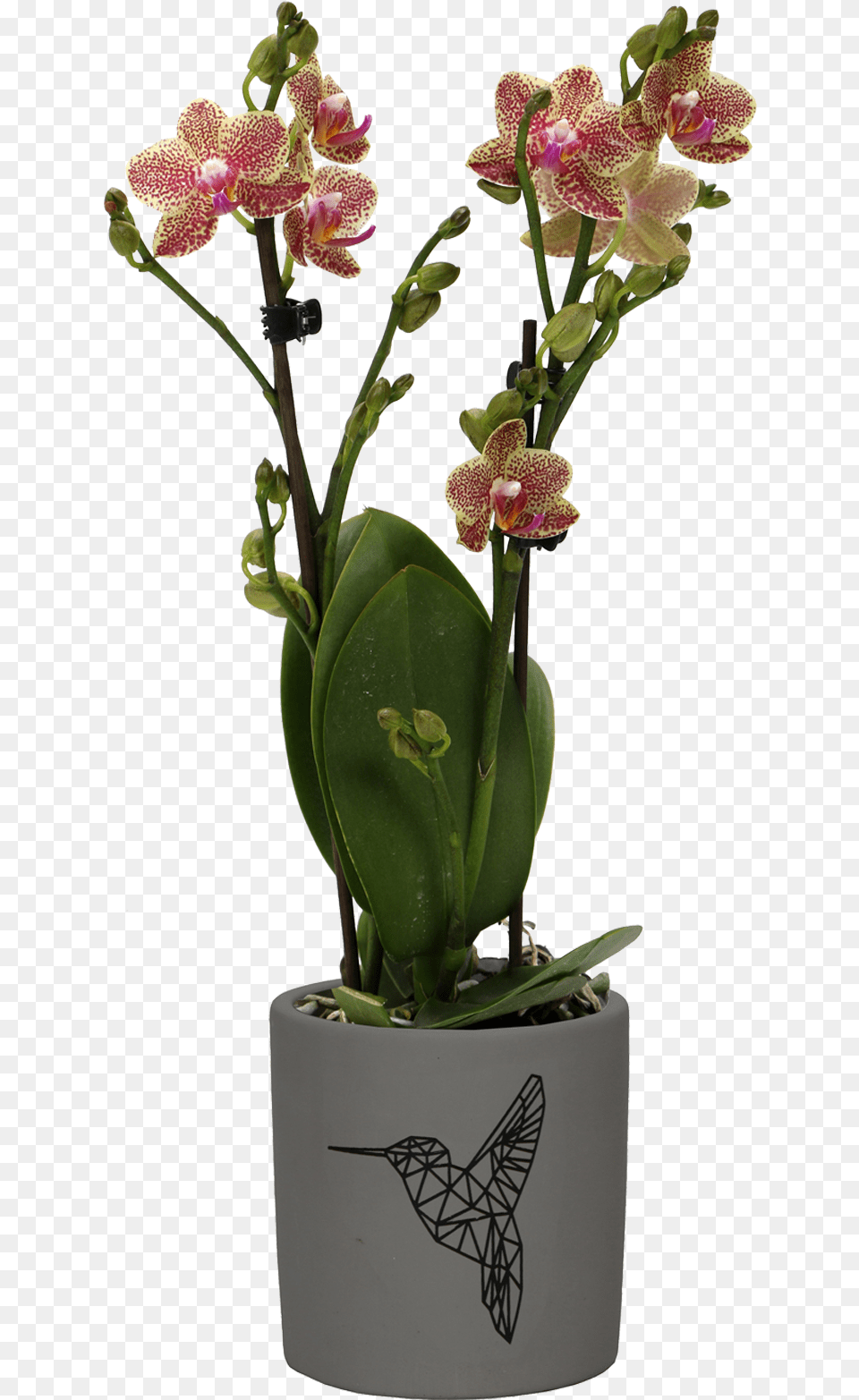 Flower Artificial Flower, Flower Arrangement, Ikebana, Plant, Orchid Png