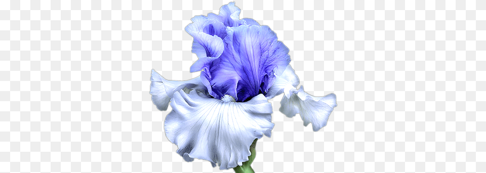 Flower Artwork Iris Flowers Art Floral Nature Illustrations Blue Iris Flower, Plant, Petal, Person Free Png Download