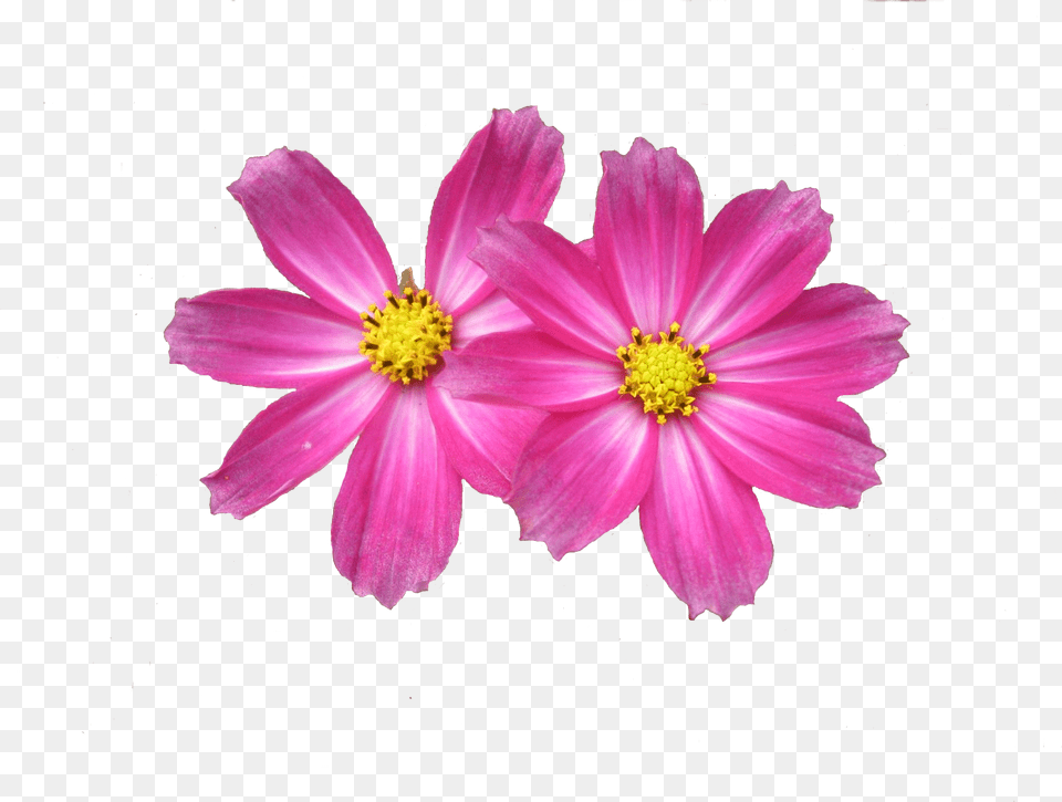 Flower Aster, Anther, Dahlia, Daisy, Petal Free Png Download