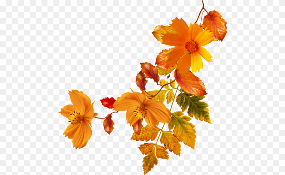 Flower Autumn Clip Art Fall Flowers Background, Leaf, Petal, Plant, Pollen Free Transparent Png