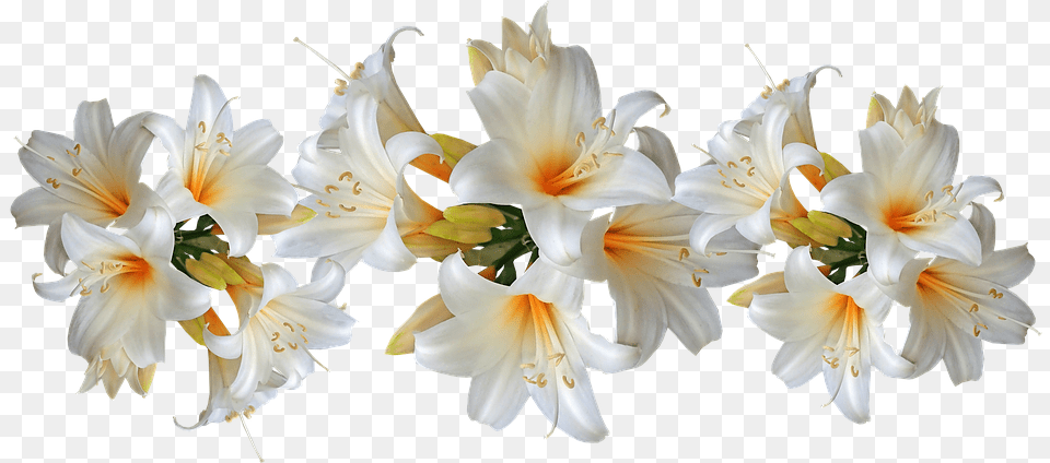 Flower Available For Anything And Anyone Easter Lilies Clip Art, Anther, Plant, Lily Free Transparent Png