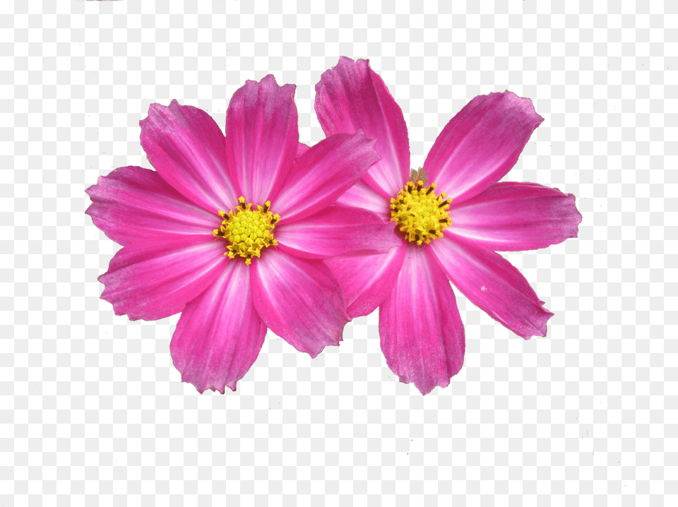 Flower Background Aster Flower Pink, Anemone, Anther, Dahlia, Daisy Png