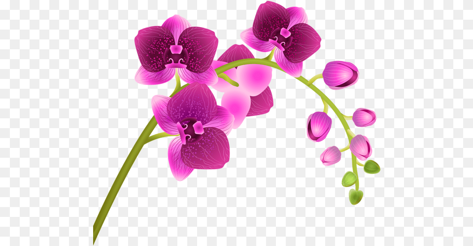 Flower Background Clipart Image Background Orchid Clip Art, Plant, Petal Free Png Download