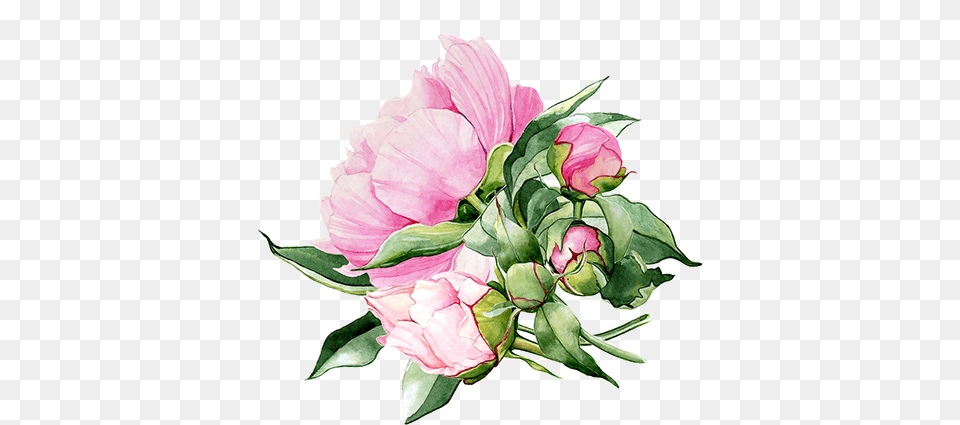 Flower Background Image, Flower Arrangement, Flower Bouquet, Plant, Rose Png
