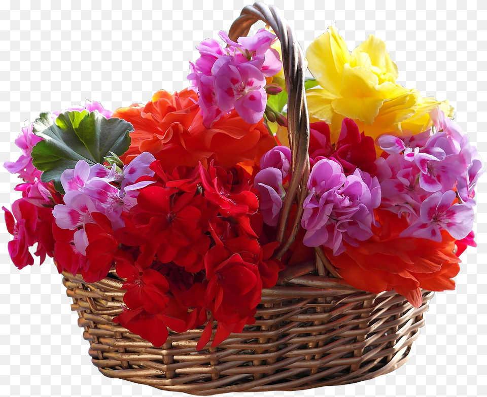 Flower Basket Transparent, Flower Arrangement, Flower Bouquet, Geranium, Plant Free Png