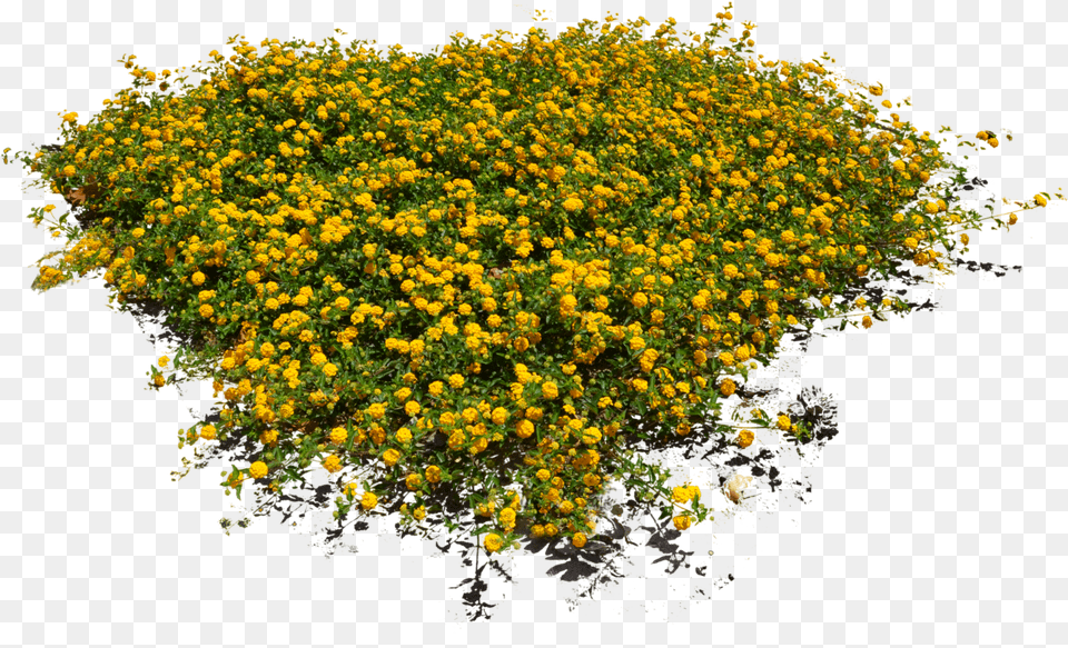 Flower Bed, Plant, Vegetation, Bush Free Png