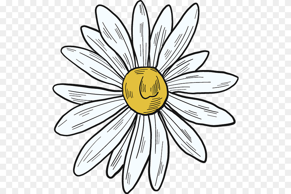 Flower Birds Eye View Drawing, Daisy, Plant, Petal, Animal Free Png