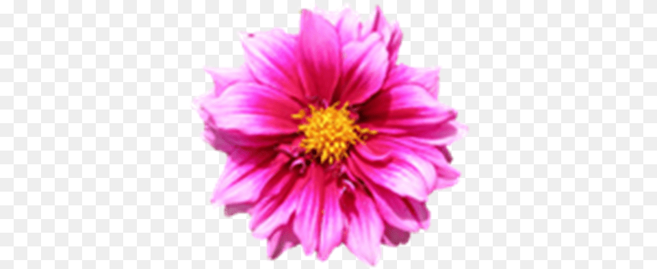 Flower Birthday Card Design, Dahlia, Daisy, Petal, Plant Png Image