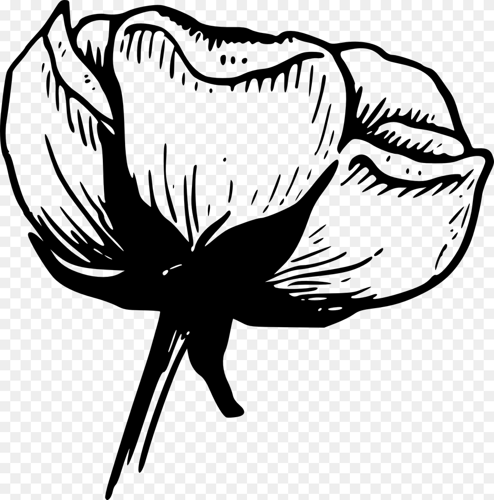 Flower Black And White Black And White Flower Border Black And White Photo Simple, Plant, Animal, Dinosaur, Reptile Free Png