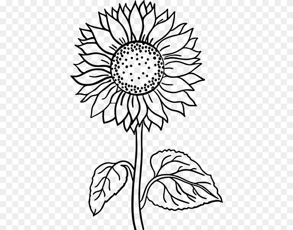 Flower Black And White Flower Line Art Art Flower Sunflower Flower Coloring Pages, Gray Free Transparent Png