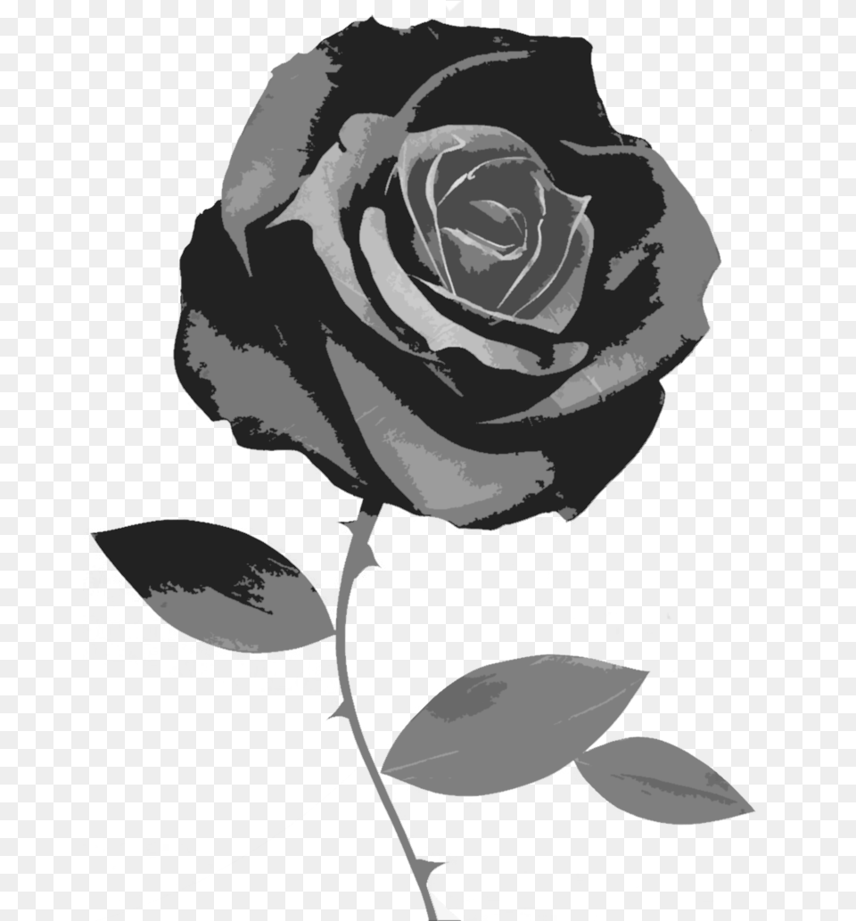 Flower Black And White Transparent Background Black Rose, Plant, Person Png