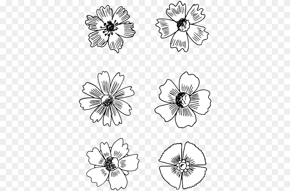 Flower Bloom Drawing, Daisy, Plant, Art, Stencil Free Png