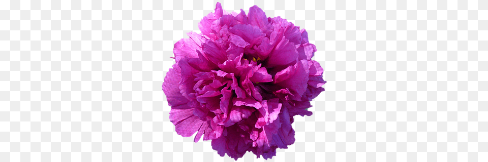 Flower Blossom Bloom Peony Red Isolated Tr Peony With Transparent Background, Carnation, Plant, Geranium Free Png Download
