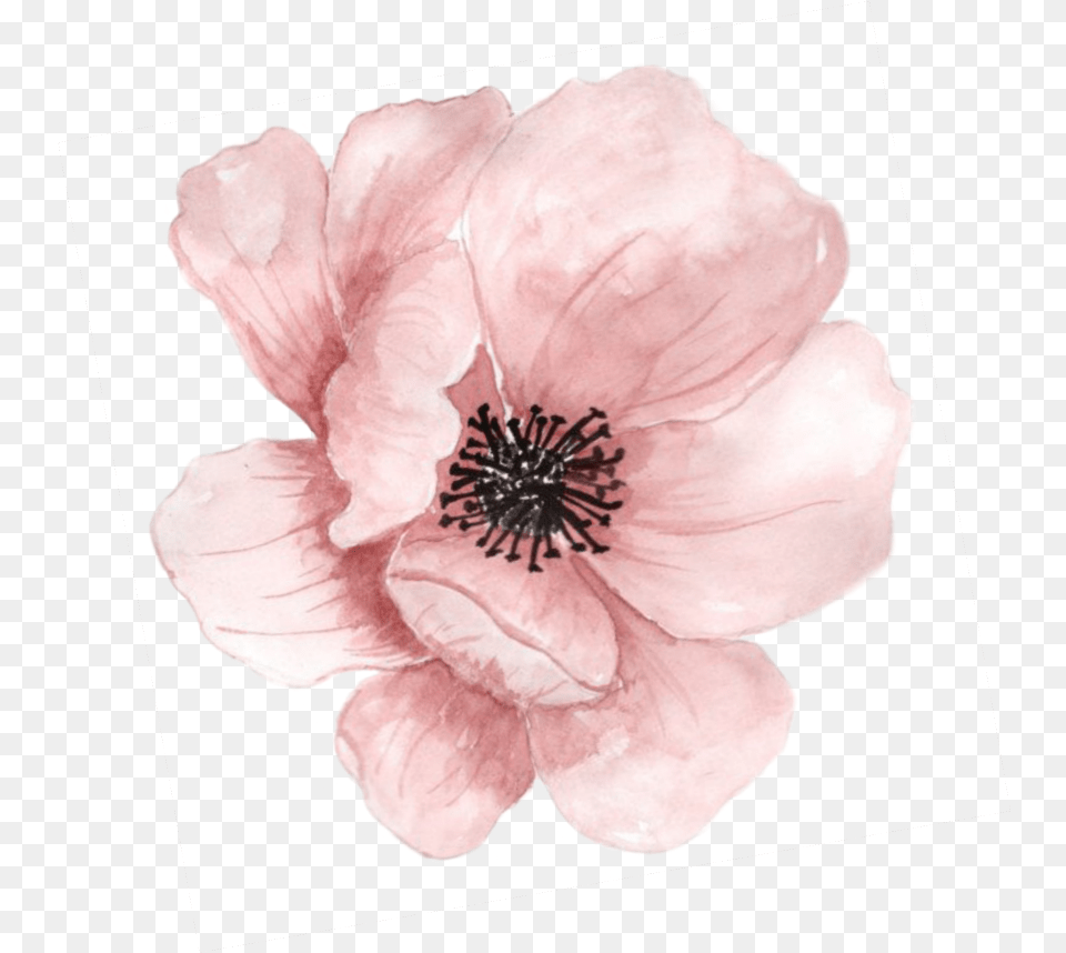 Flower Blossom Peach Watercolor Flowers Pink Peach Watercolor Flowers, Anemone, Anther, Petal, Plant Free Transparent Png