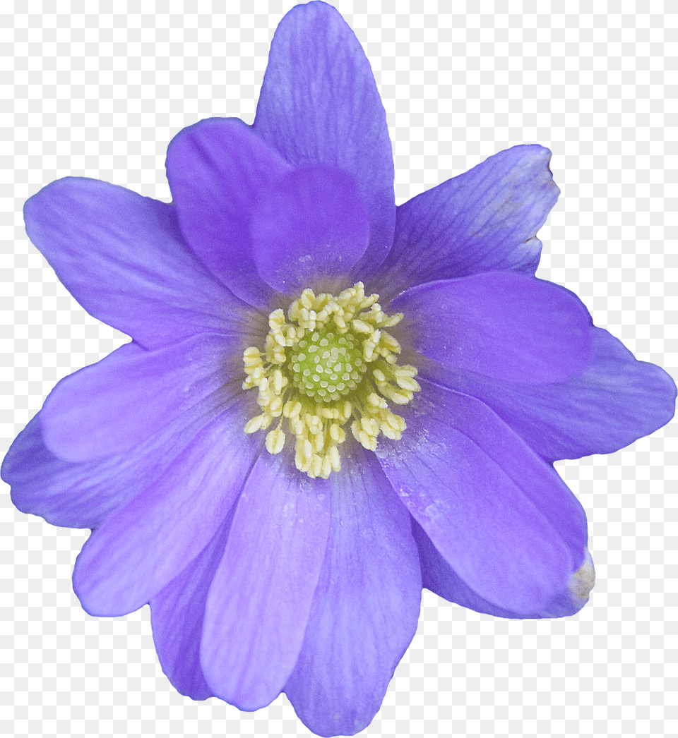 Flower Blue, Anemone, Anther, Plant, Pollen Png Image