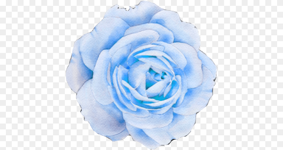 Flower Blue Blueflower Smeraldo Smeraldoflower Freetoed Aesthetic Purple Flower, Rose, Plant, Petal, Wedding Png Image