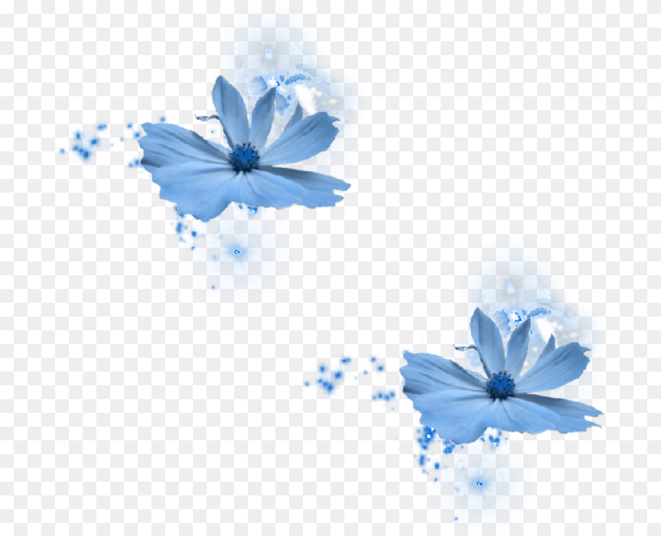 Flower Blue By Azulita1212 Blue Rose, Anemone, Plant, Petal Free Transparent Png