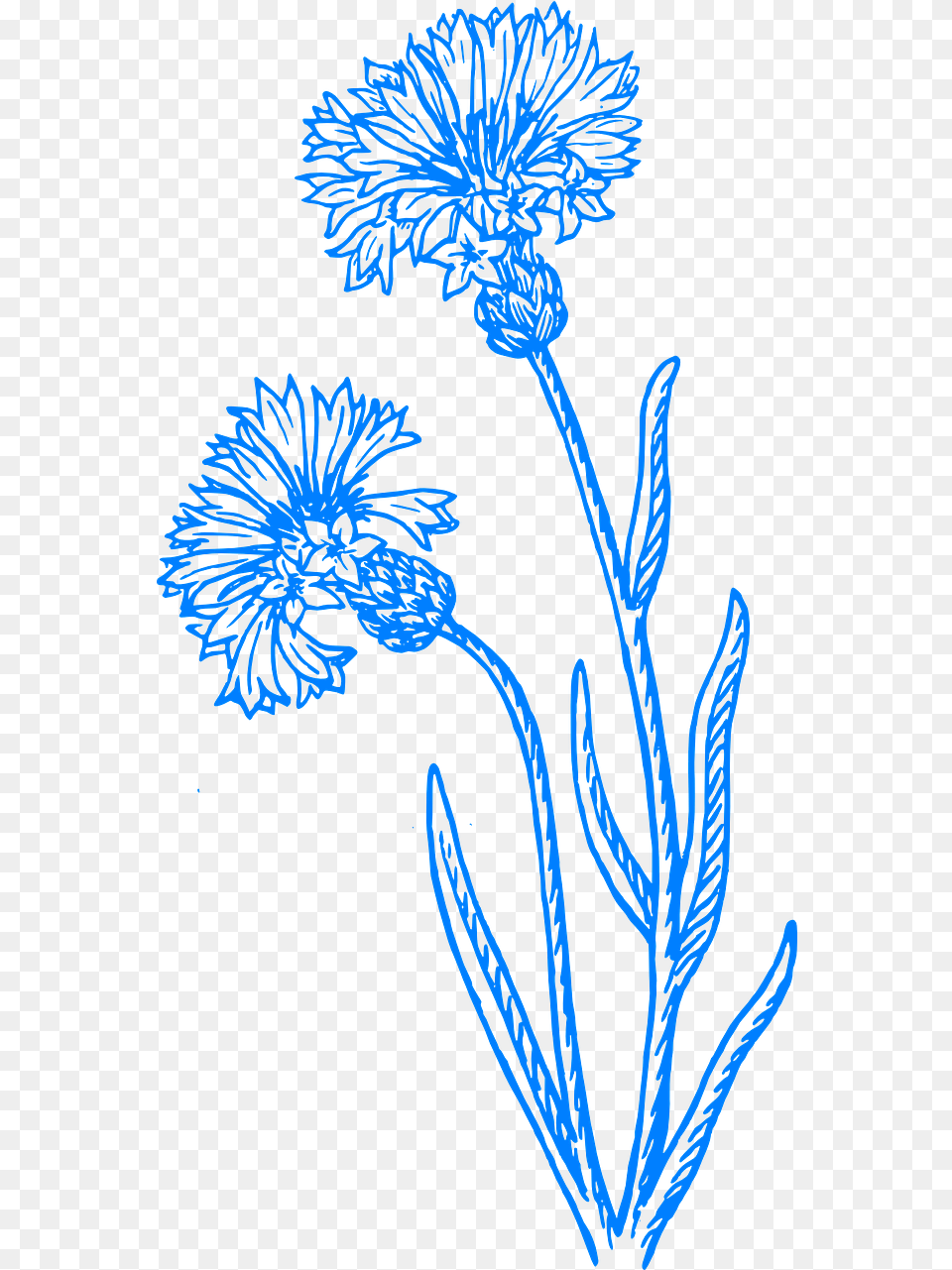Flower Blue Flowers Cornflower Drawing, Pattern, Animal, Sea Life, Sea Png Image