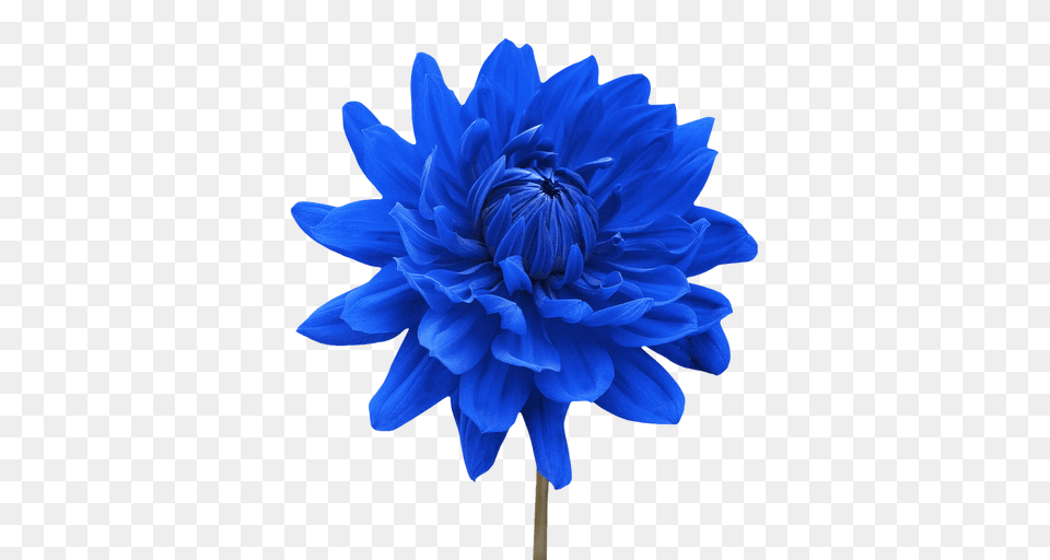 Flower Blue Image, Dahlia, Plant Free Transparent Png