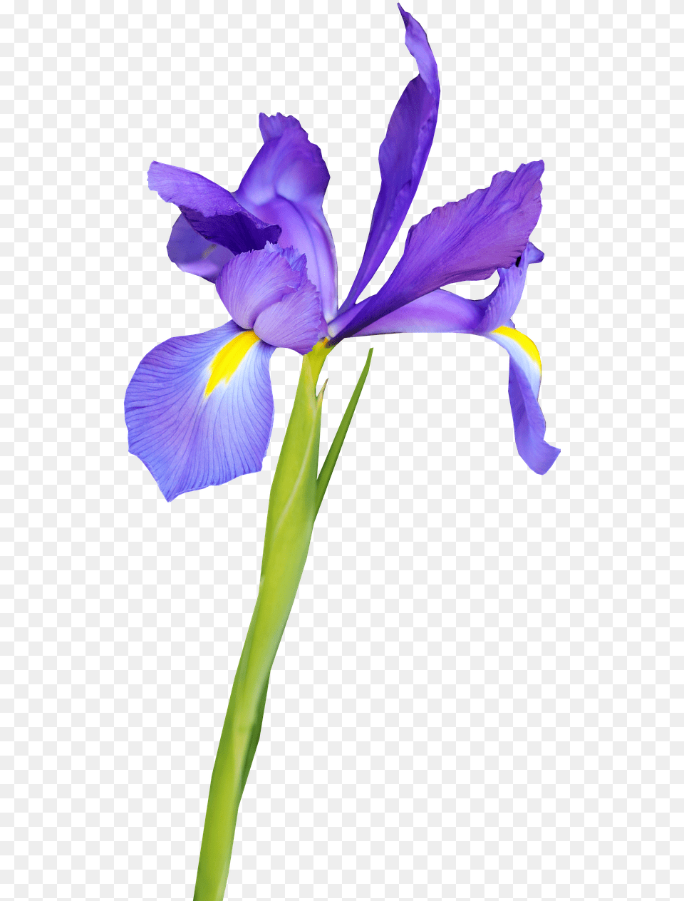 Flower Blue Iris Flor De Iris, Plant, Petal, Purple Free Png