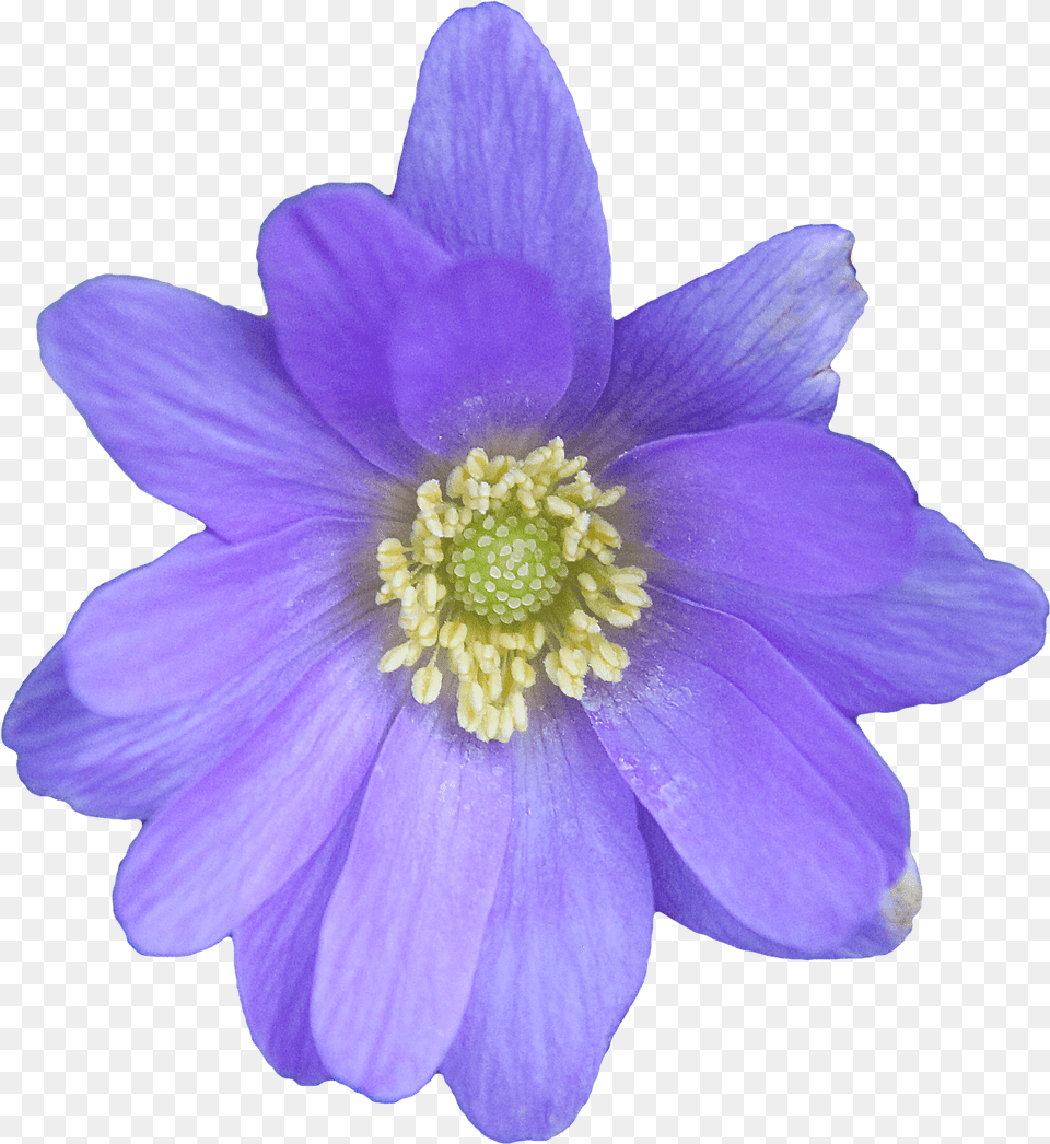 Flower Blue Transparent Blue Anemone, Anther, Plant, Pollen, Petal Free Png Download
