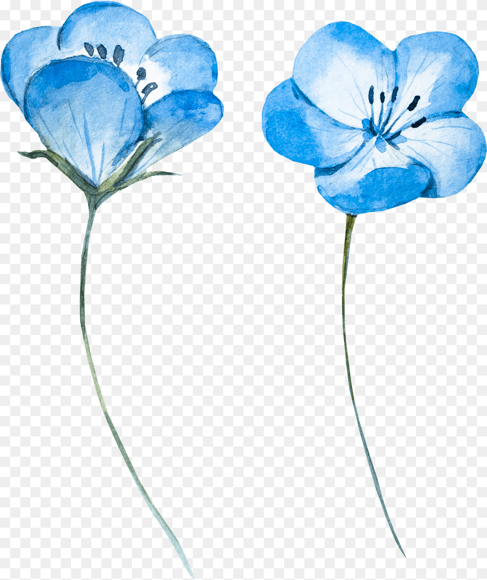 Flower Blue Watercolor Free Png