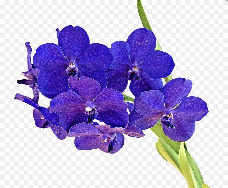 Flower Bokeh Orkit, Geranium, Plant, Orchid Free Transparent Png