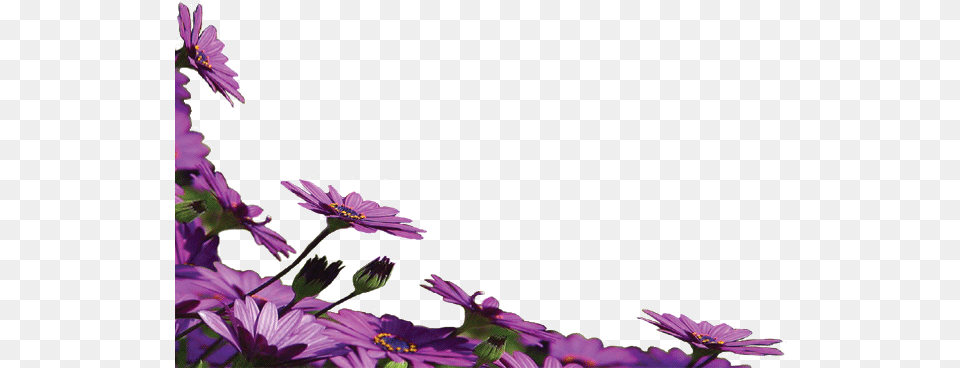 Flower Borde1r Flower Frame High Resolution, Daisy, Geranium, Petal, Plant Free Transparent Png