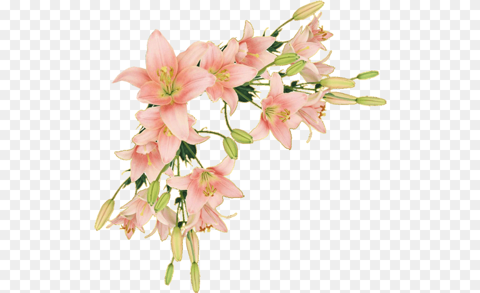 Flower Border Clipart, Plant, Flower Arrangement, Flower Bouquet, Anther Free Png