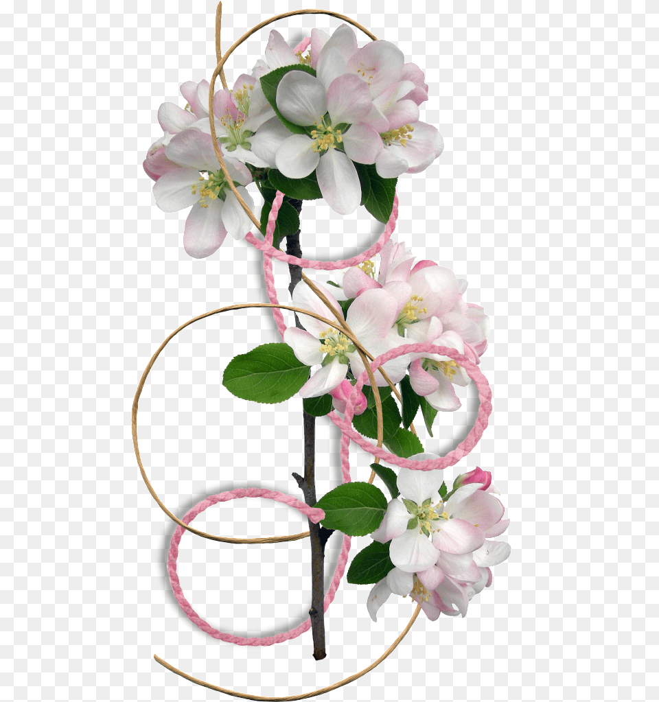 Flower Border Clipart Flower Border, Anther, Flower Arrangement, Plant, Ikebana Png Image