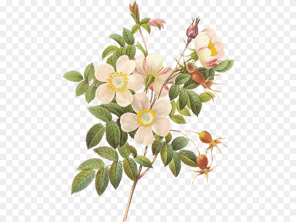 Flower Botanica Botanical Garden Aesthetic Flower Sticker, Anemone, Pattern, Graphics, Floral Design Png