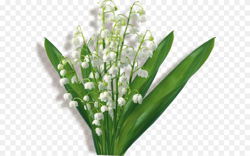 Flower Bouquet Clip Art Lily Of The Valley Gif Hoa C Nn Trng, Plant, Amaryllidaceae, Flower Arrangement Png Image