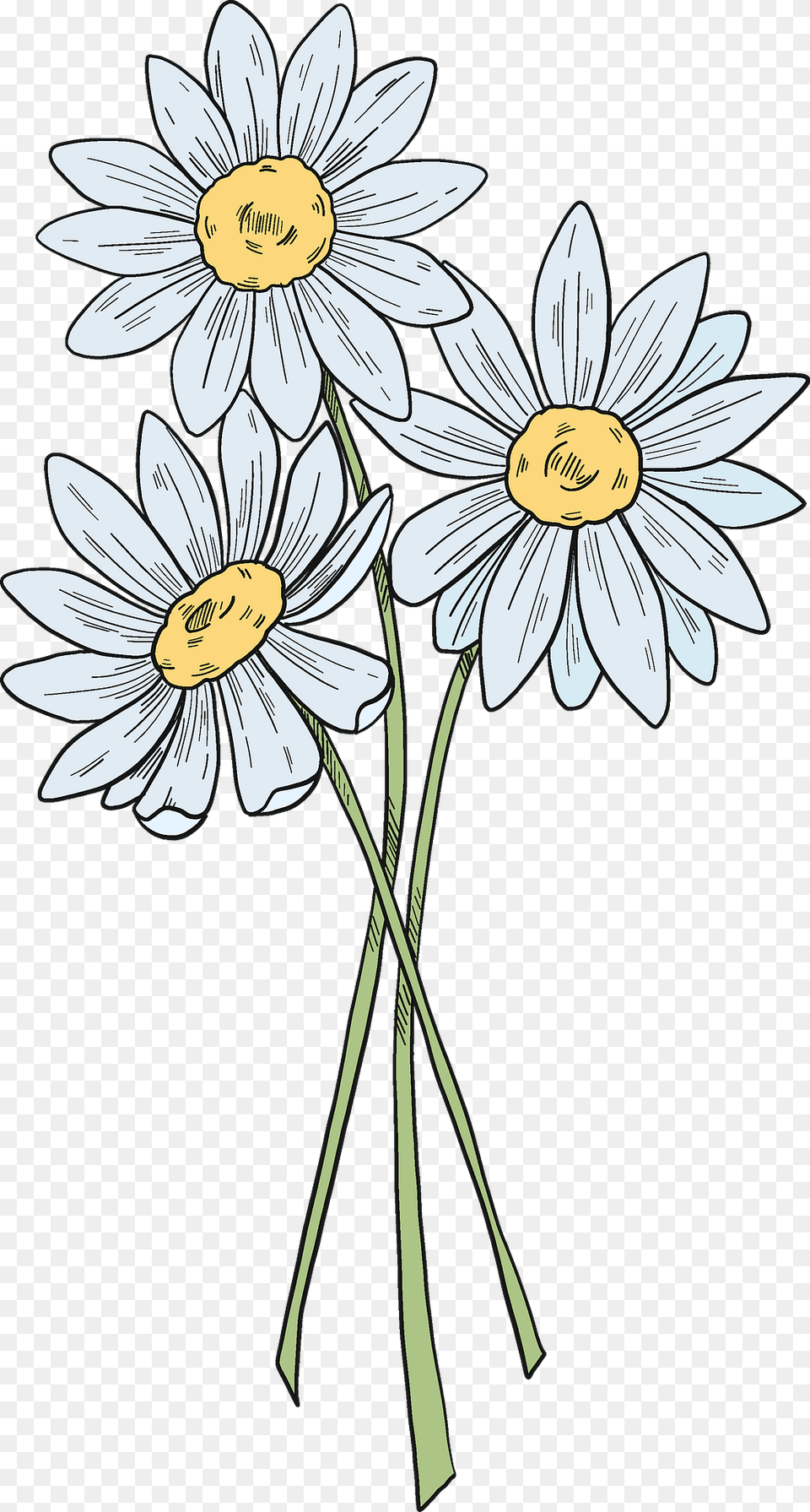 Flower Bouquet Clipart, Daisy, Plant, Daffodil, Art Free Png Download