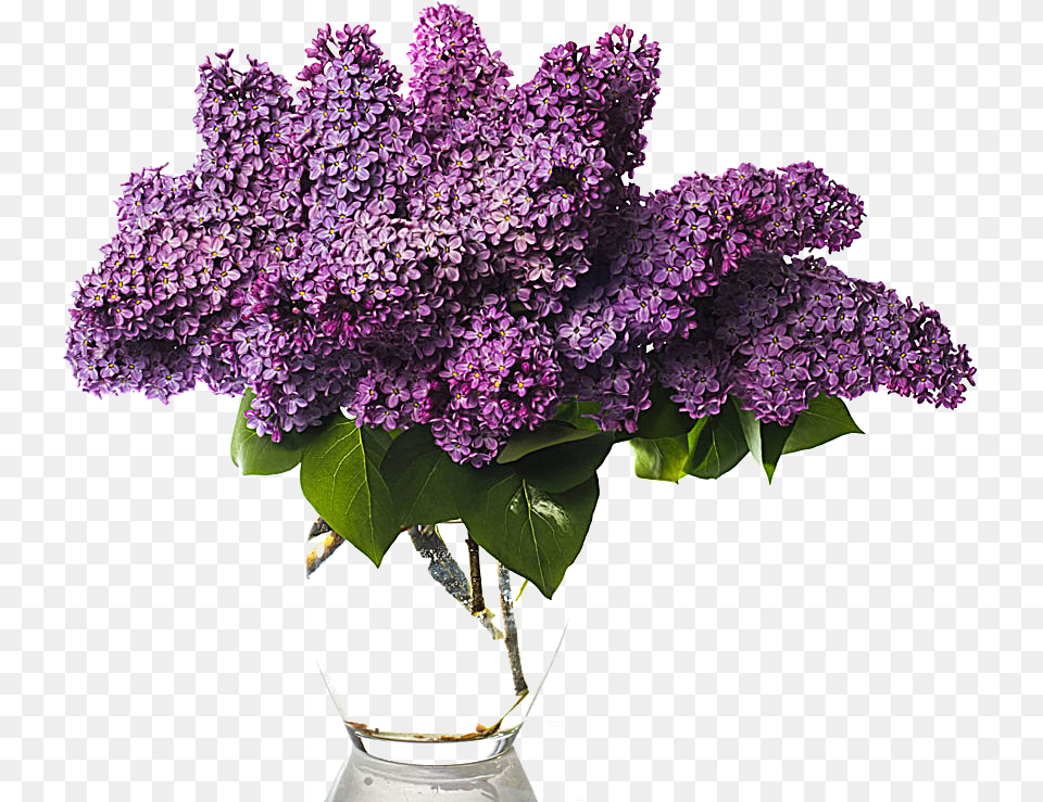 Flower Bouquet Stock Photography Vase Of Wisteria Lilac Bouquet, Plant Png Image